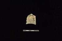 藏品(陶片)的圖片